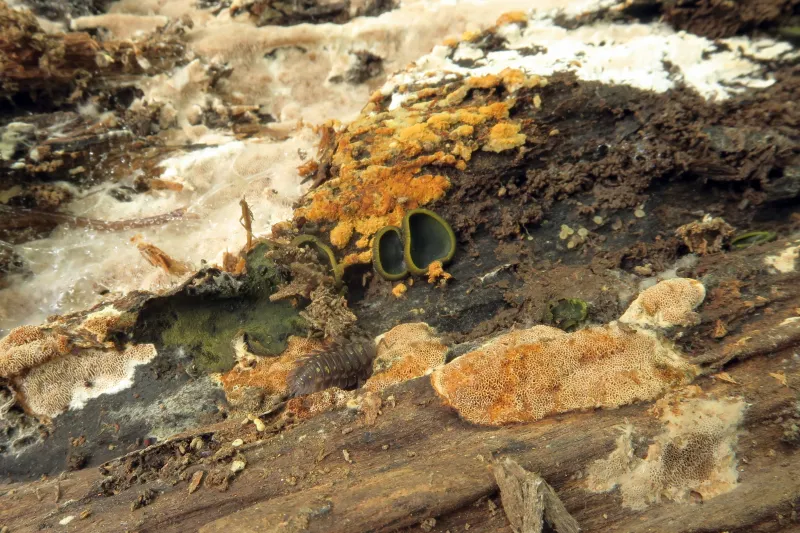 Catinella olivacea 1 - IMG_4324